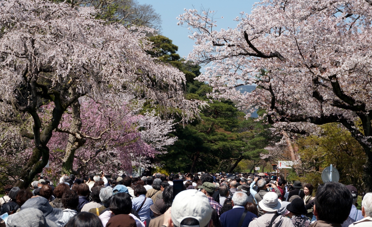 皇居の桜 一般公開 1４ 丸の内 大手町 八重洲 東京 の旅行記 ブログ By 愛吉さん フォートラベル