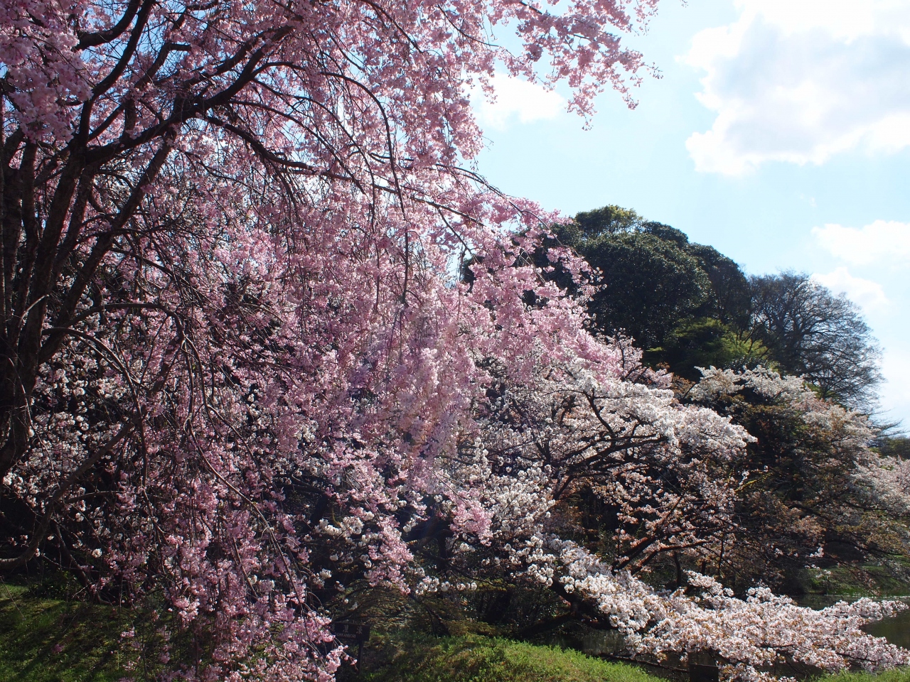 皇居乾通りの桜の通り抜けと今年２回目の千鳥ヶ淵散策とインド大使館での桜まつり 丸の内 大手町 八重洲 東京 の旅行記 ブログ By Yuririnさん フォートラベル