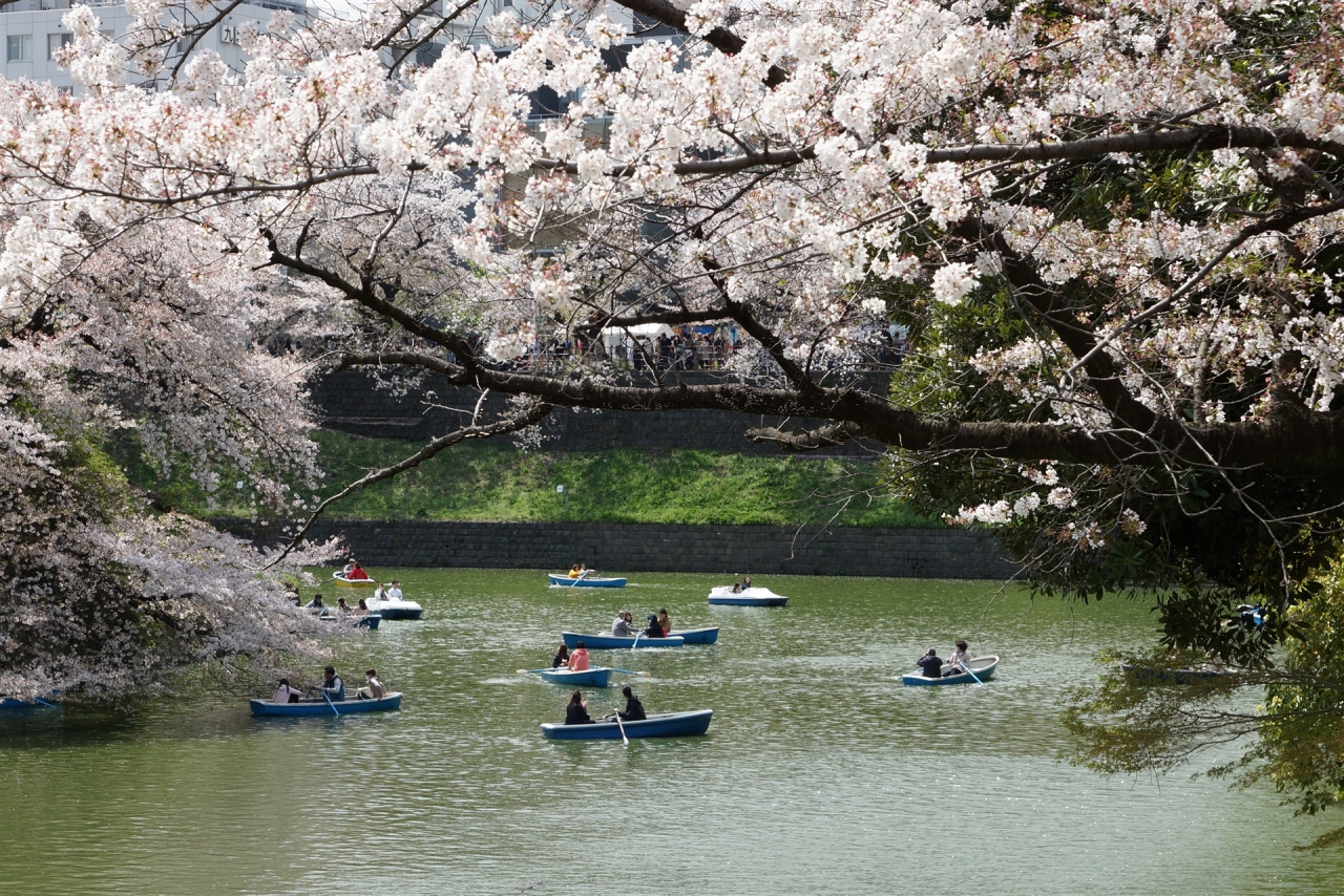 花見 千鳥ケ淵公園 初見 四ツ谷 東京 の旅行記 ブログ By Yasuさん フォートラベル