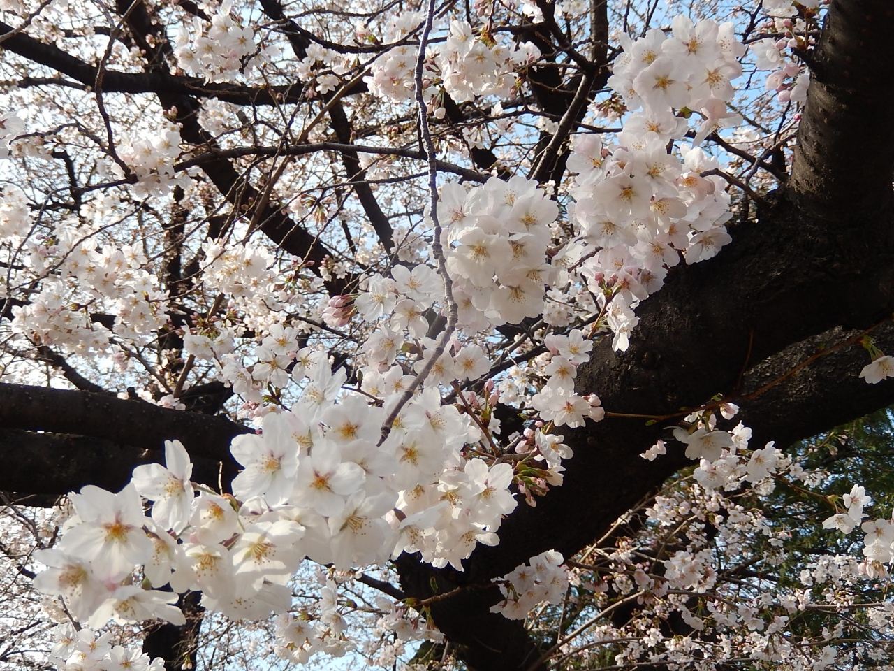 東京２０１４桜 １ 法明寺 面影橋 江戸川公園 外堀公園 池袋 東京 の旅行記 ブログ By アイガーさん フォートラベル