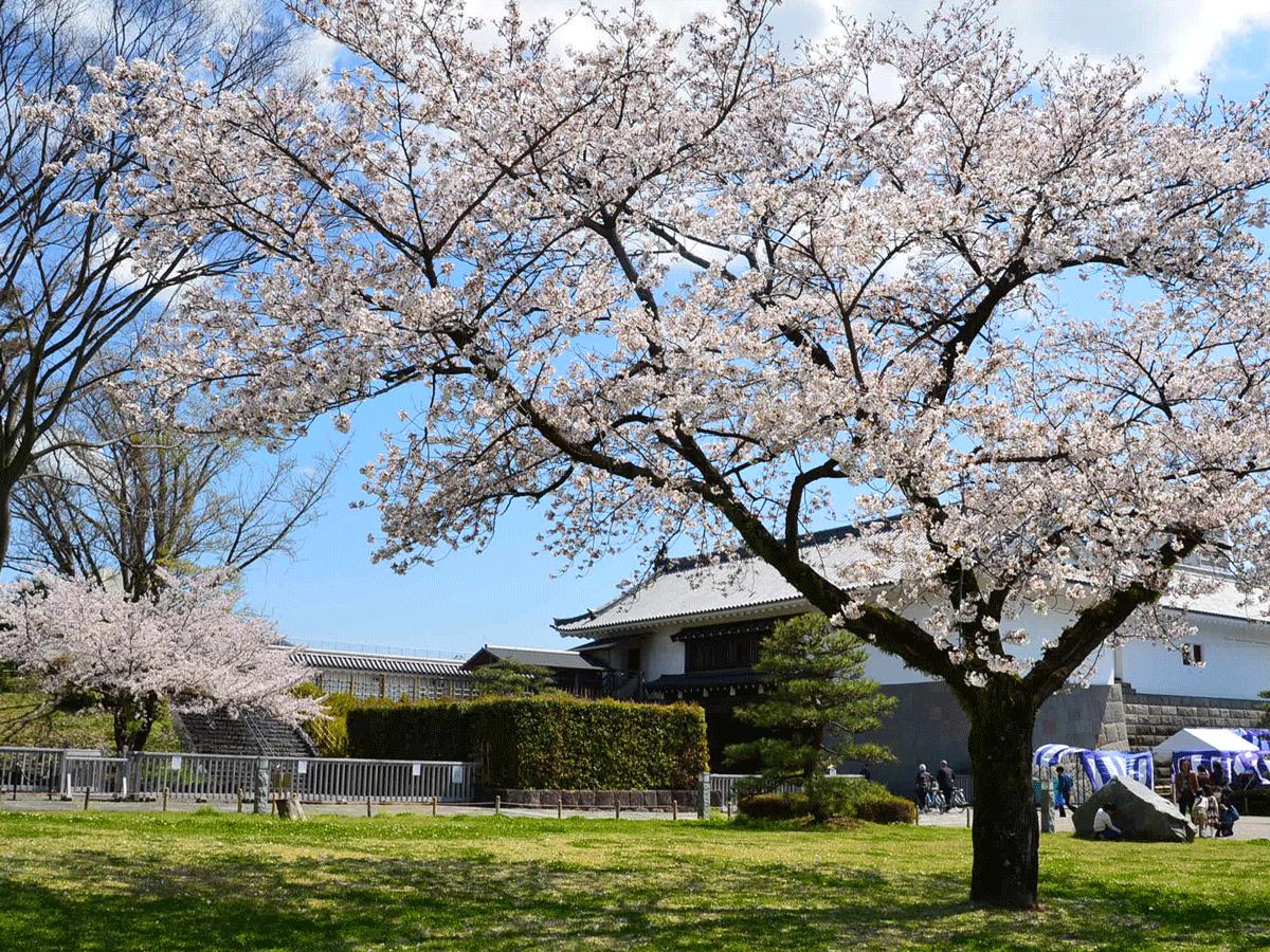桜満開の駿府城公園 14 04 04 静岡市 葵区 駿河区 静岡県 の旅行記 ブログ By てんとう虫さん フォートラベル