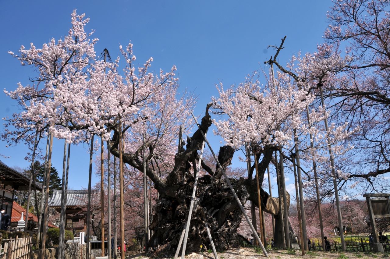 山梨県北杜市の実相寺で山高神代桜を見てきました １ 小淵沢 山梨県 の旅行記 ブログ By 通りすがりの旅人さん フォートラベル