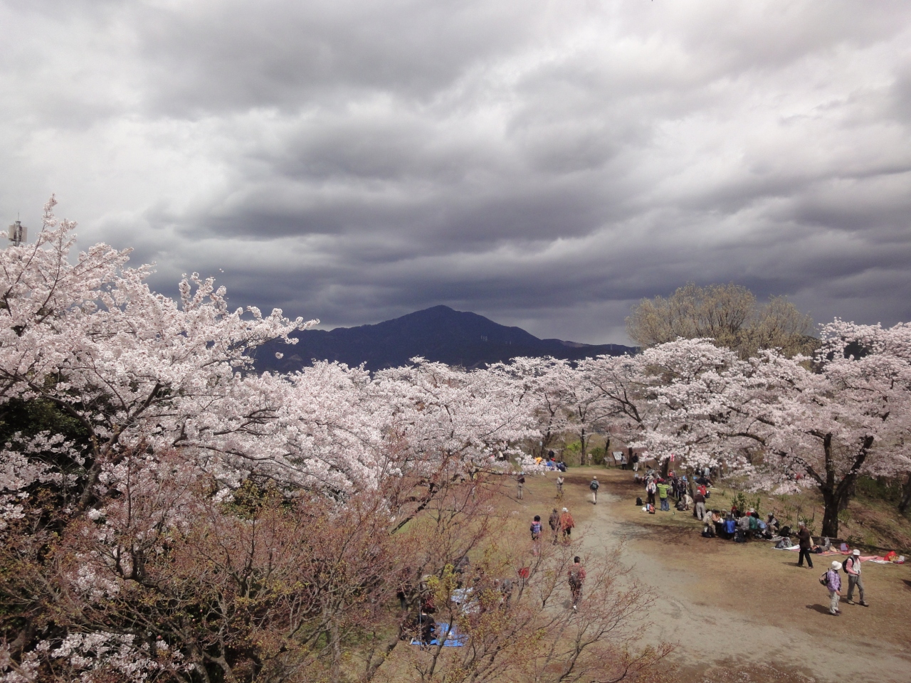 桜満開の浅間山 権現山 弘法山 吾妻山 その後イタリアンランチ １ 秦野 松田 足柄 神奈川県 の旅行記 ブログ By Jun1さん フォートラベル