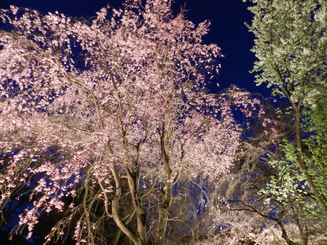 14桜だより 超穴場編 大阪市立大学理学部附属植物園 で桜のライトアップ 大阪府交野市 寝屋川 枚方 交野 大阪 の旅行記 ブログ By Joecoolさん フォートラベル