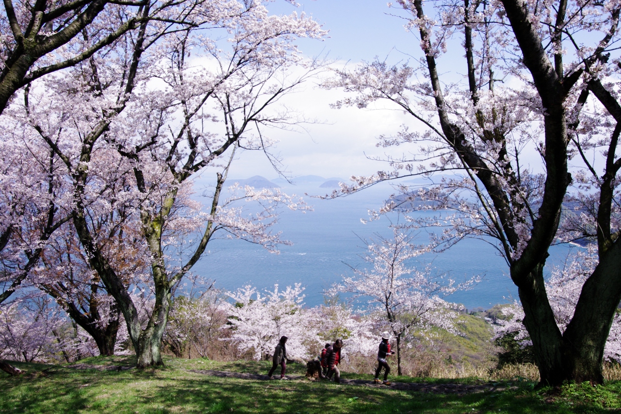 紫雲出山 しうでやま へ桜を見に 三豊 香川県 の旅行記 ブログ By 讃岐おばさんさん フォートラベル