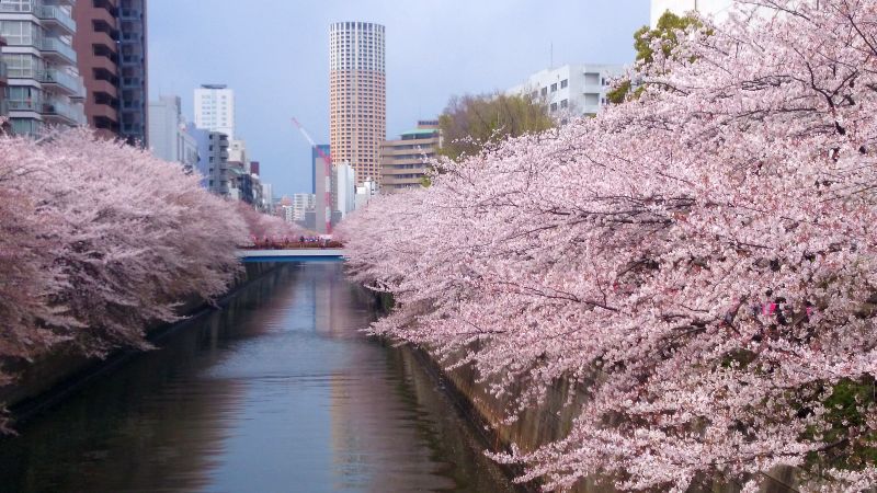東京 桜散歩 目黒川と神宮外苑と千鳥ケ淵と 目黒 東京 の旅行記 ブログ By Mauiloverさん フォートラベル