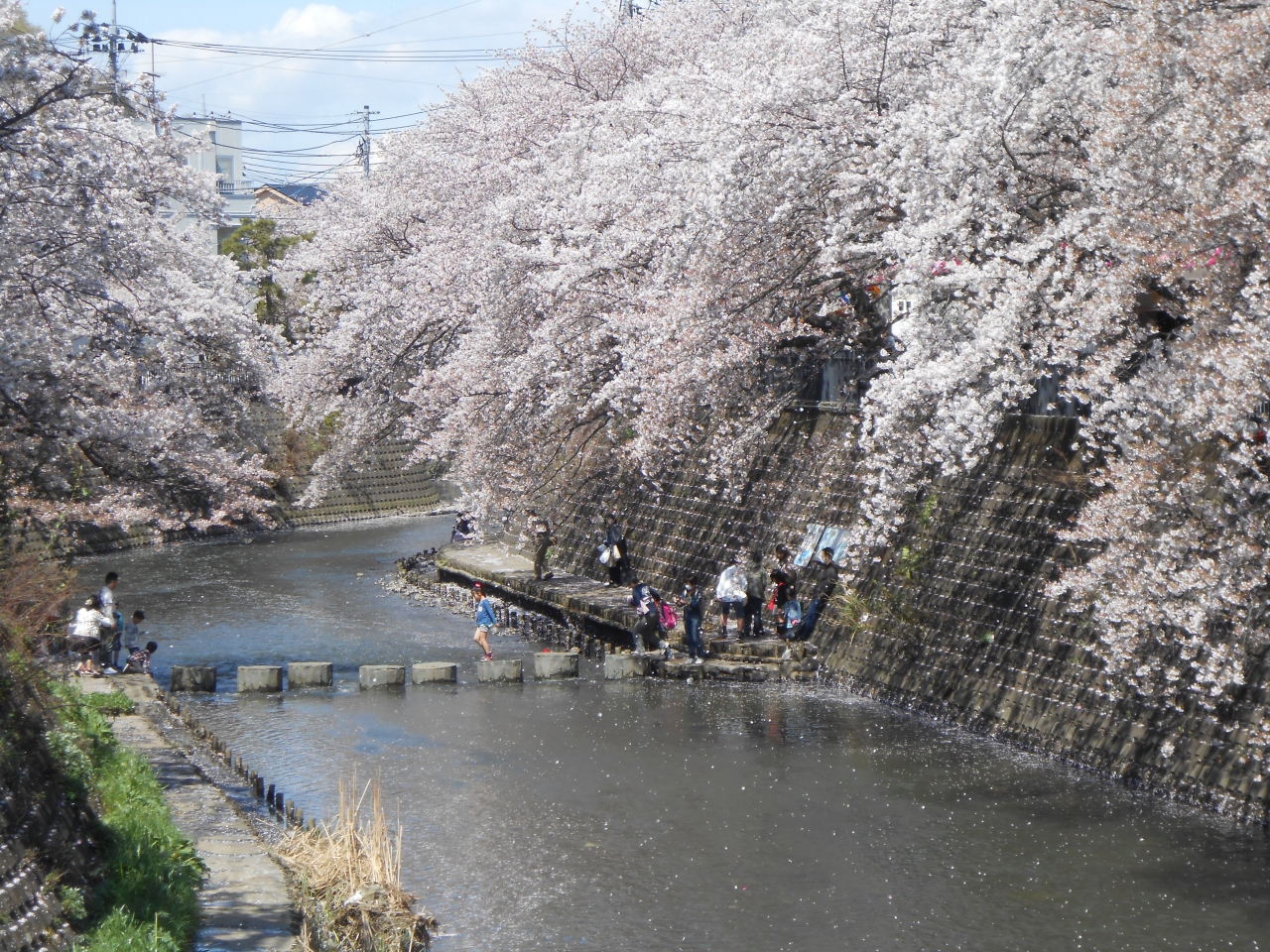 日帰りyokohama桜並木散歩と原鉄道模型博物館 神奈川県の旅行記 ブログ By Spandaさん フォートラベル