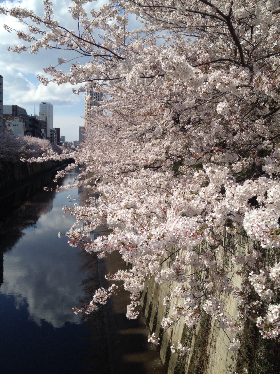 東京の桜 人気スポット巡り 目黒 東京 の旅行記 ブログ By White Tigerさん フォートラベル