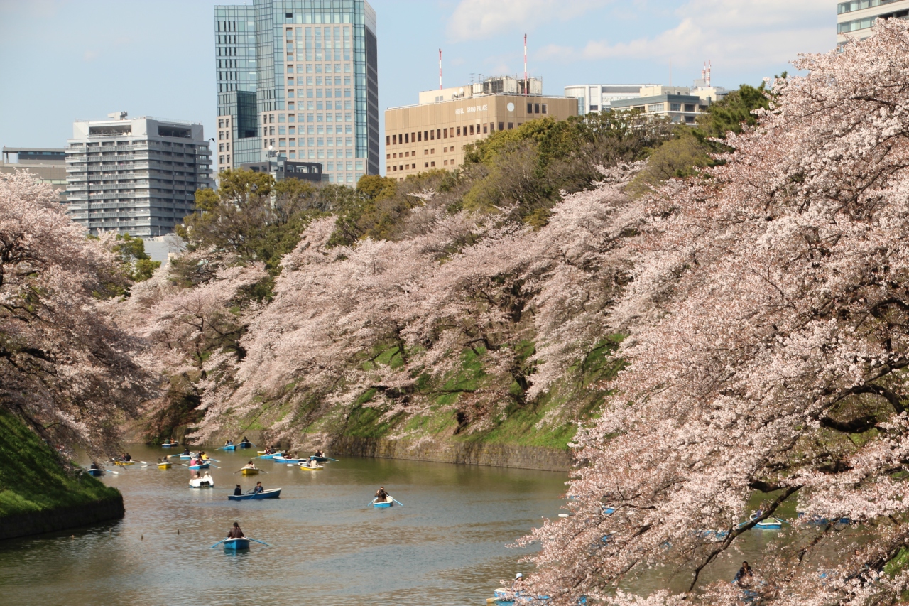桜の花が散る前に14年 3 千鳥ヶ淵 靖国神社 散り始めた桜に押し寄せる人の波 東京の旅行記 ブログ By ミッキーマーチさん フォートラベル