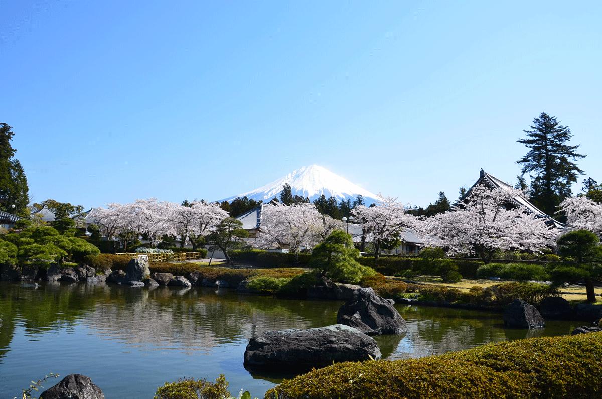 大石寺の桜と富士 リベンジ 14 04 07 富士宮 静岡県 の旅行記 ブログ By てんとう虫さん フォートラベル