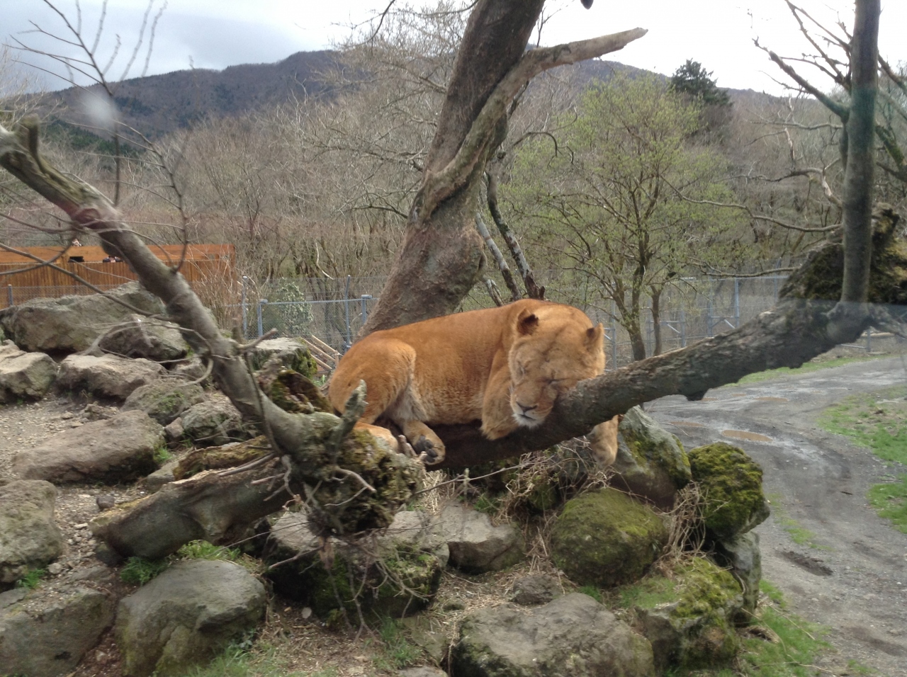富士サファリパーク 裾野 長泉 静岡県 の旅行記 ブログ By さん フォートラベル 富士サファリパーク 裾野 長泉 静岡県 の旅行記 ブログ By さん フォートラベル