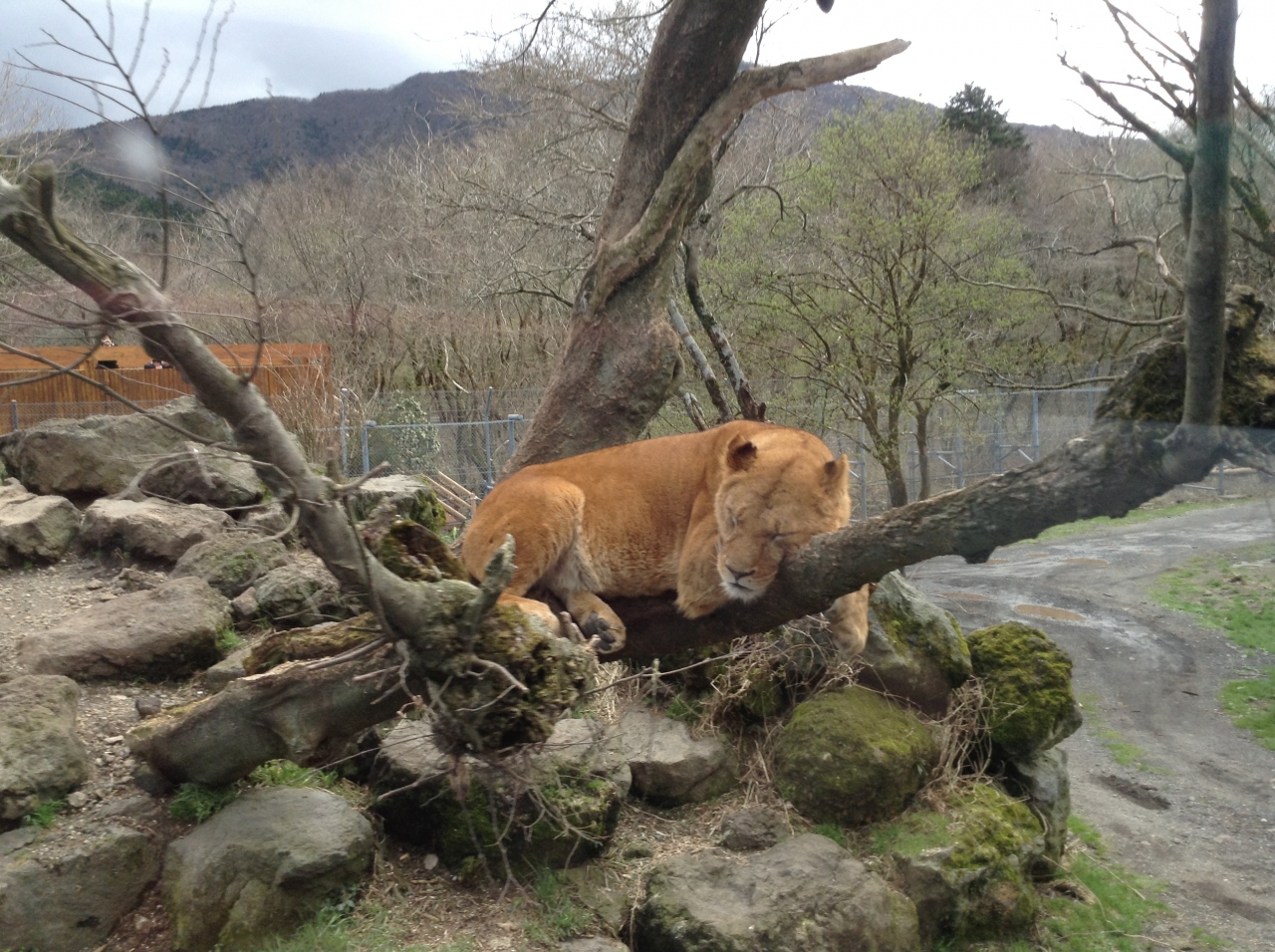 富士サファリパーク 裾野 長泉 静岡県 の旅行記 ブログ By さん フォートラベル