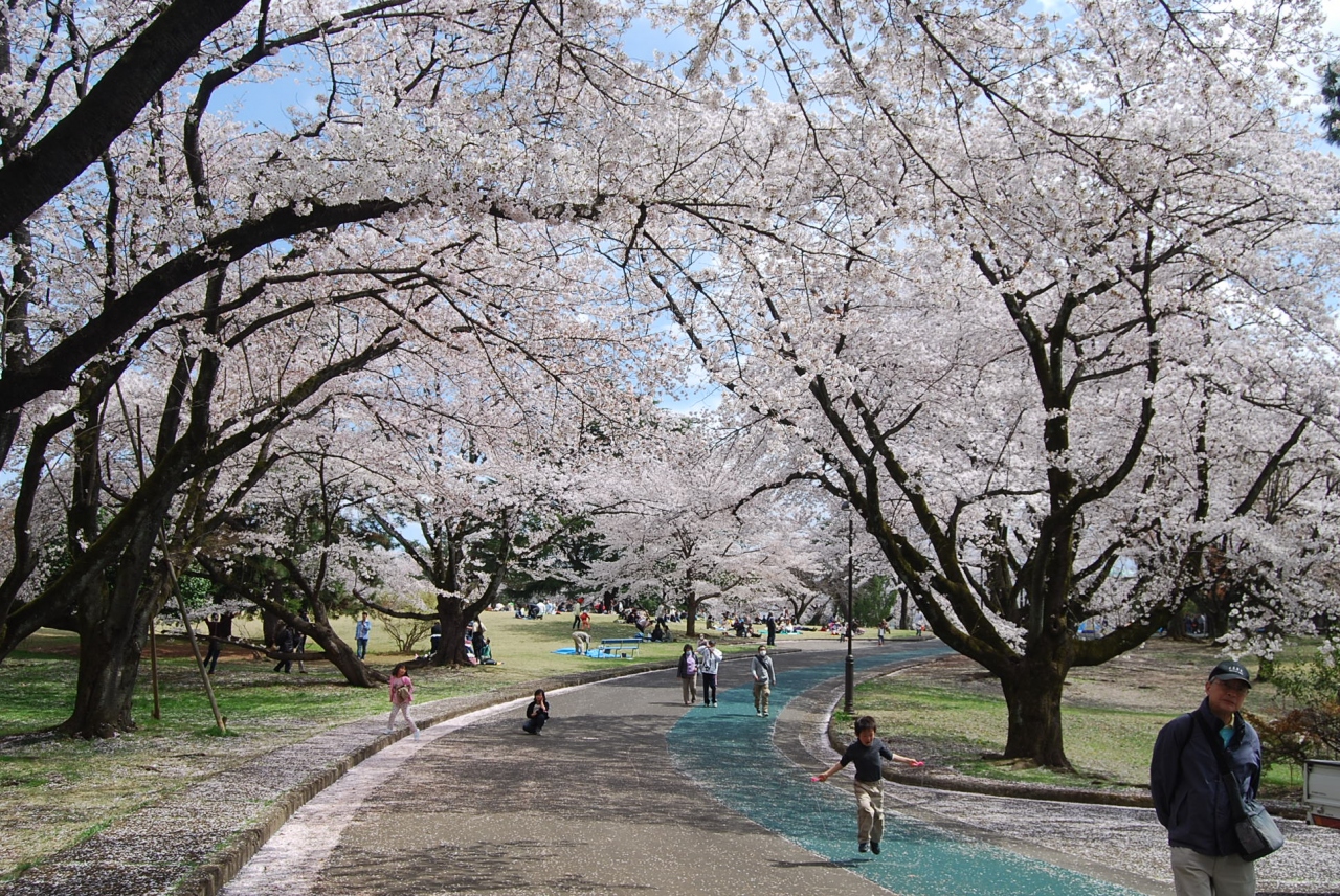 満開の桜を求めてのハイキング 狭山稲荷山公園 狭山 入間 埼玉県 の旅行記 ブログ By Tsunetaさん フォートラベル