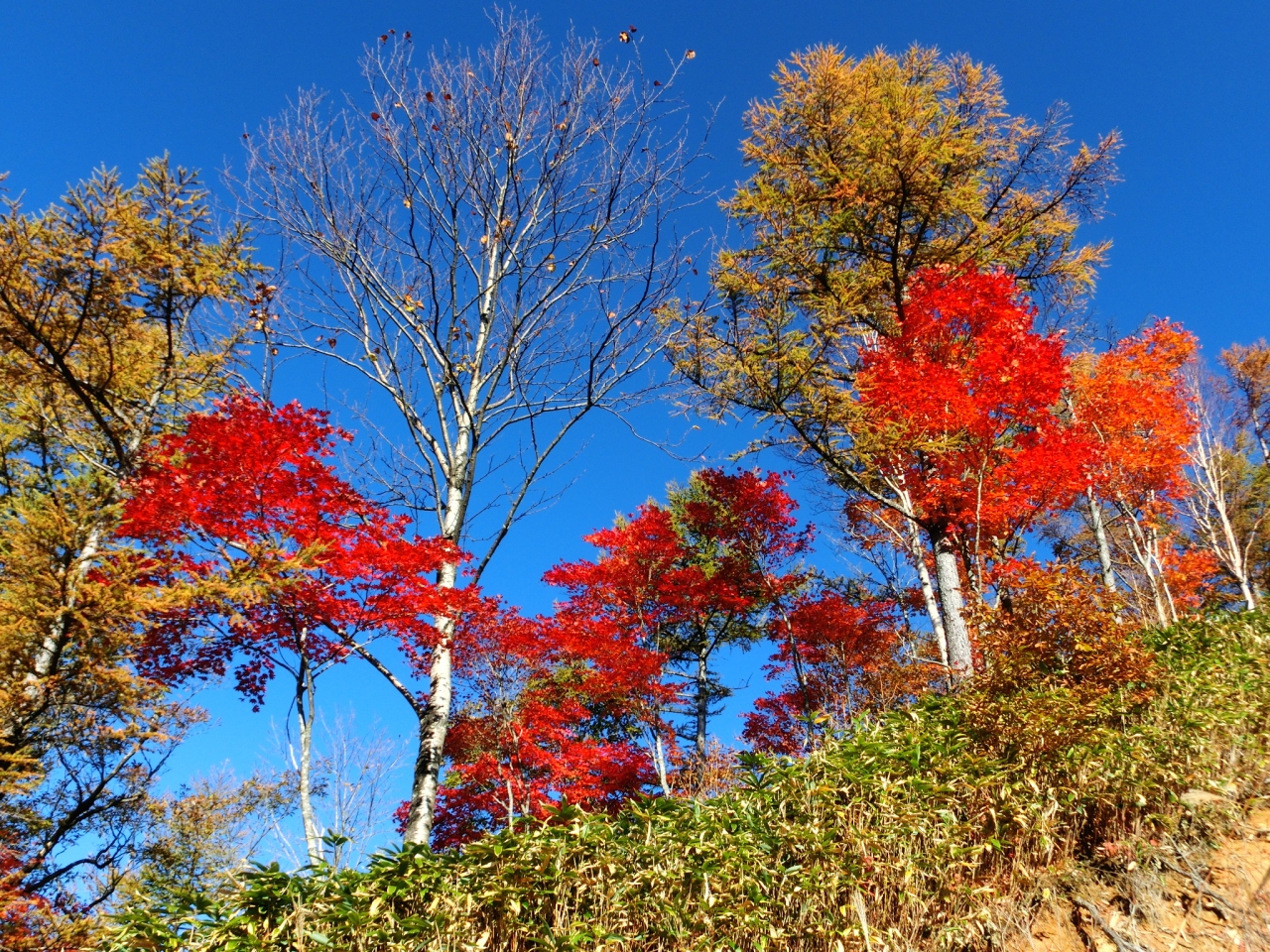 12年 ヘブンスそのはら紅葉狩り 駒ヶ根 白樺湖遠征編 阿智 平谷 長野県 の旅行記 ブログ By なおかりさん フォートラベル