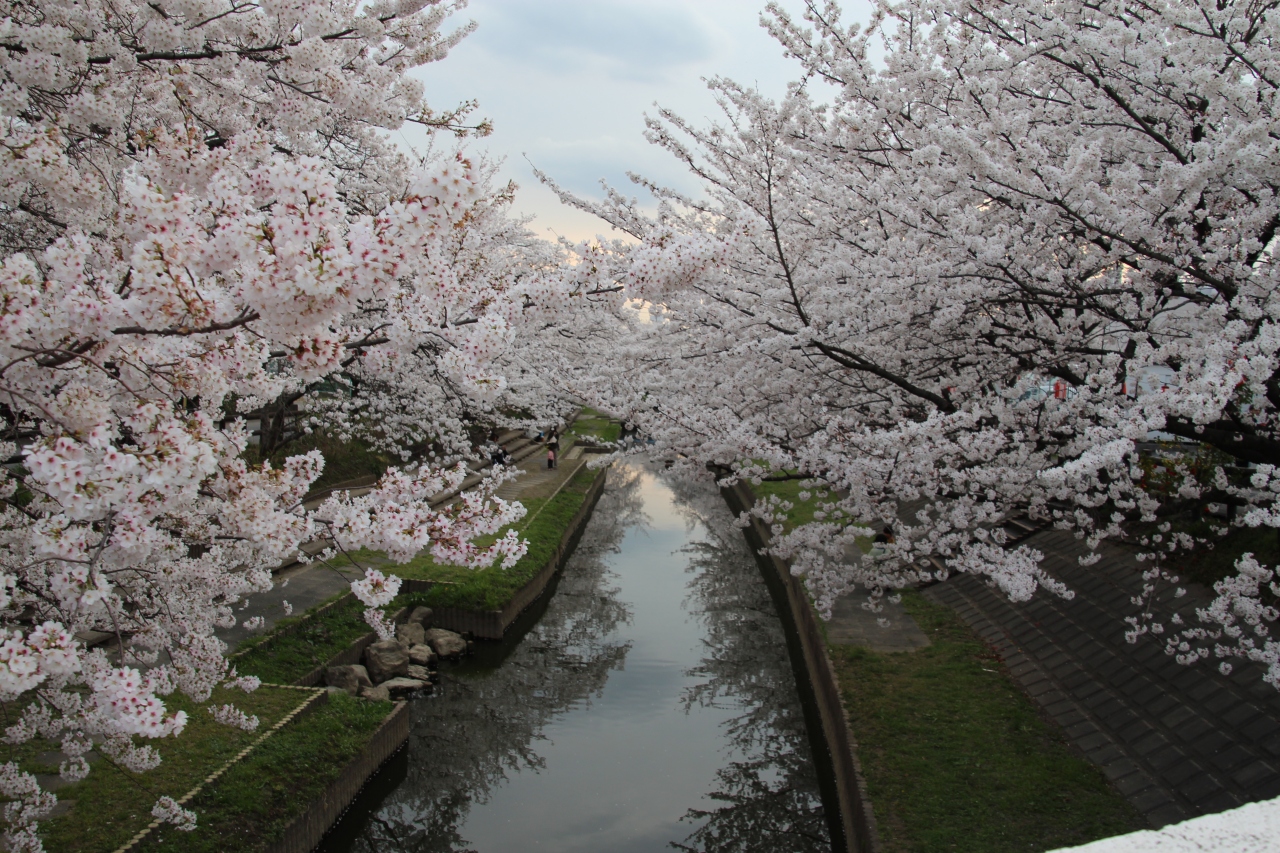 桜の花が散る前に14年 ２ 熊谷桜堤 吹上元荒川の桜並木 熊谷 埼玉県 の旅行記 ブログ By ミッキーマーチさん フォートラベル