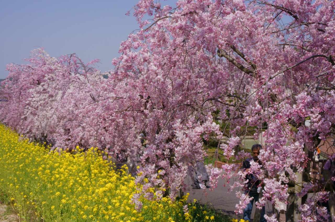 東谷山フルーツパークの桜 愛知県の旅行記 ブログ By 加藤さん フォートラベル