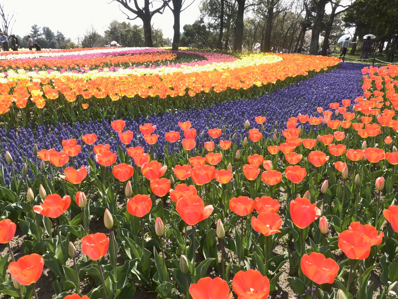 国営木曽三川公園はチューリップが満開 見事な花のじゅうたんで彩られています 安八 海津 岐阜県 の旅行記 ブログ By 咲くや姫さん フォートラベル