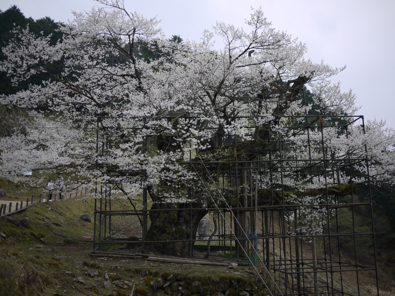 1本の桜に会いに 樹齢千年 樽見の大ザクラ 養父 兵庫県 の旅行記 ブログ By サプライズさん フォートラベル