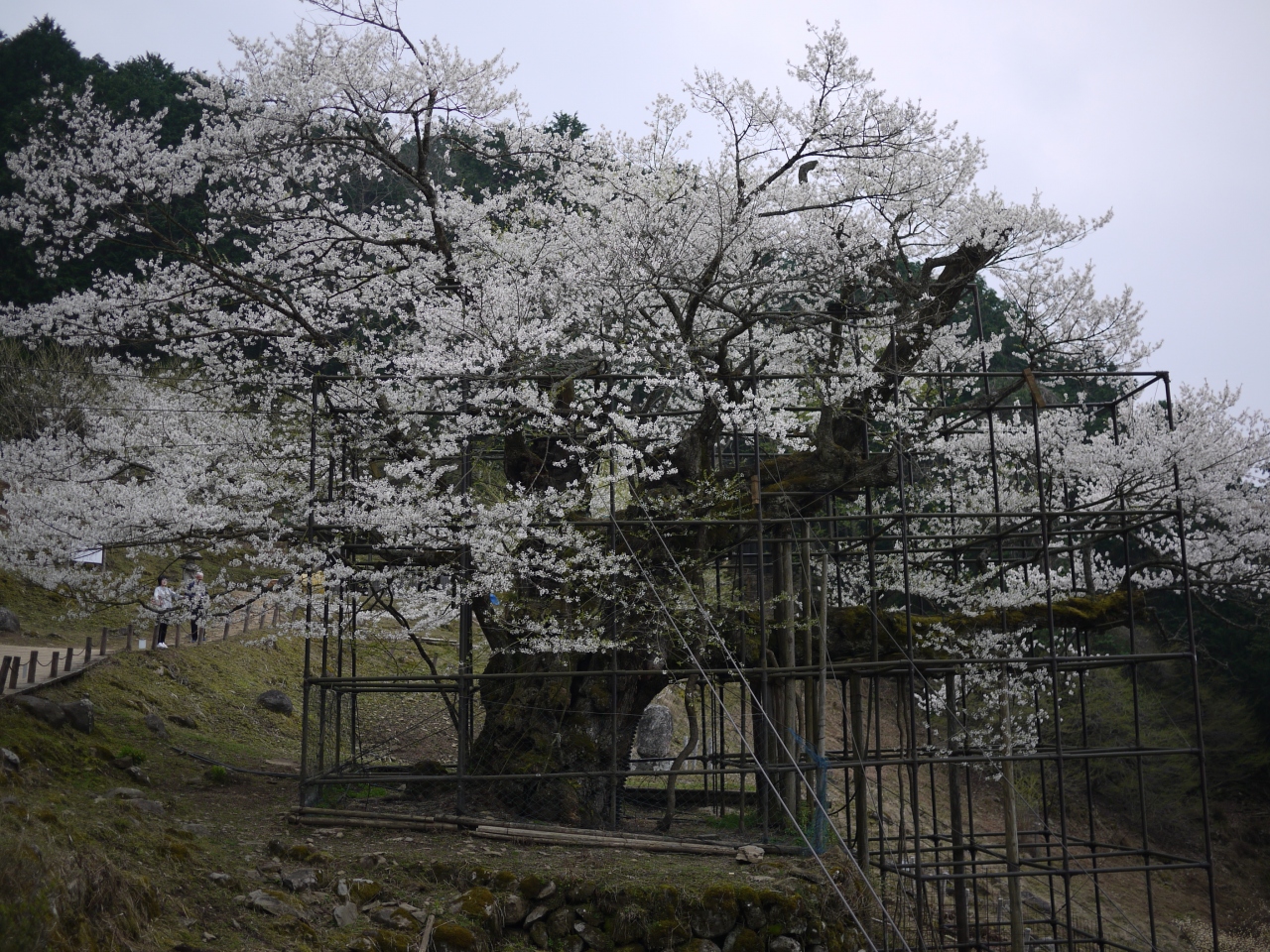 1本の桜に会いに 樹齢千年 樽見の大ザクラ 養父 兵庫県 の旅行記 ブログ By サプライズさん フォートラベル 1本の桜に会いに 樹齢千年 樽見の大ザクラ 養父 兵庫県 の旅行記 ブログ By サプライズさん フォートラベル