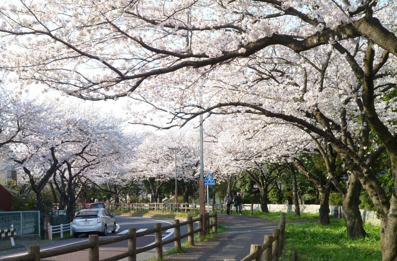 さくら満開 東京 墨田公園 水元公園 理科大学葛飾キャンパス 亀有 柴又 東京 の旅行記 ブログ By Takeおじさん フォートラベル さくら満開 東京 墨田公園 水元公園 理科大学葛飾キャンパス 亀有 柴又 東京 の旅行記 ブログ By Takeおじさん フォートラベル
