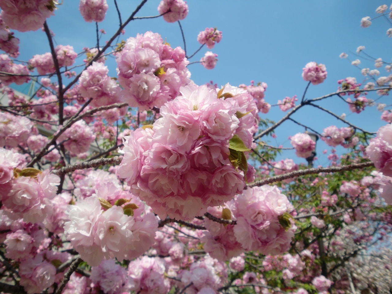 マイカーで行く 造幣局 桜の通り抜け 大阪城 京橋 大阪 の旅行記 ブログ By 花くらげさん フォートラベル