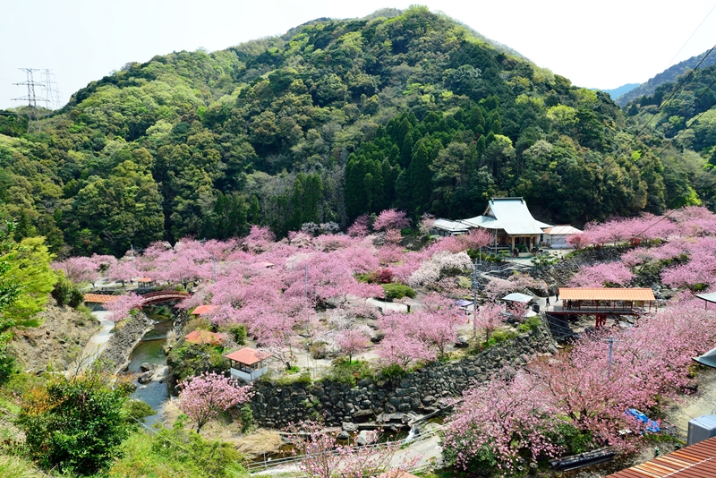 一心寺の八重桜 大分市 大分県 の旅行記 ブログ By 気まぐれなデジカメ館さん フォートラベル