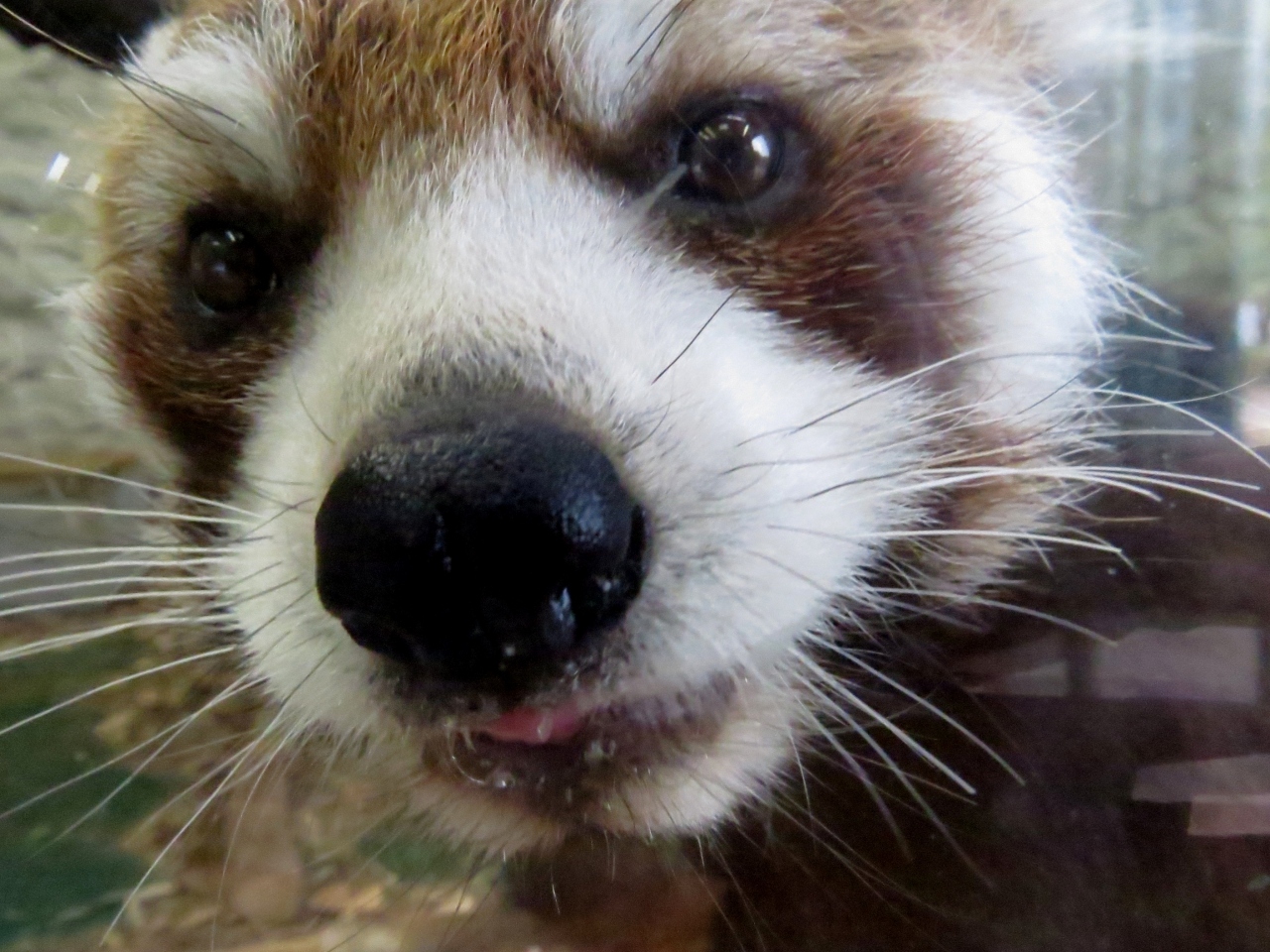 春のレッサーパンダ紀行 ２ 九十九島動植物園 森きらら 元気そうでよかった ミカンちゃん ちょっとだけ海きらら 佐世保 長崎県 の旅行記 ブログ By Jilllucaさん フォートラベル