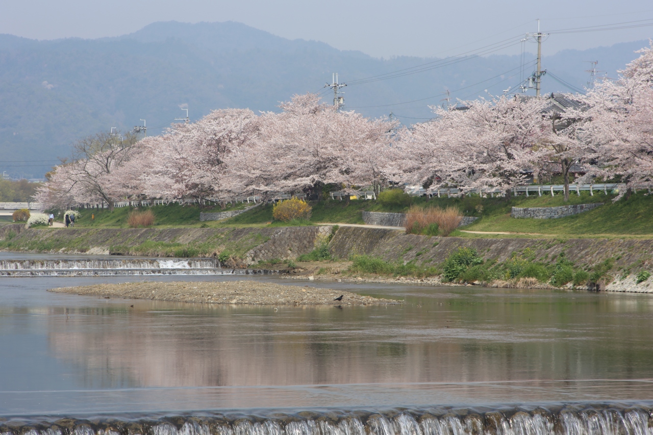 京の桜めぐりーーー上賀茂 半木の道 植物園 平安神宮 下鴨 宝ヶ池 平安神宮 京都 の旅行記 ブログ By Konchanさん フォートラベル 京の桜めぐりーーー上賀茂 半木の道 植物園 平安神宮 下鴨 宝ヶ池 平安神宮 京都 の旅行記 ブログ By Konchanさん フォートラベル