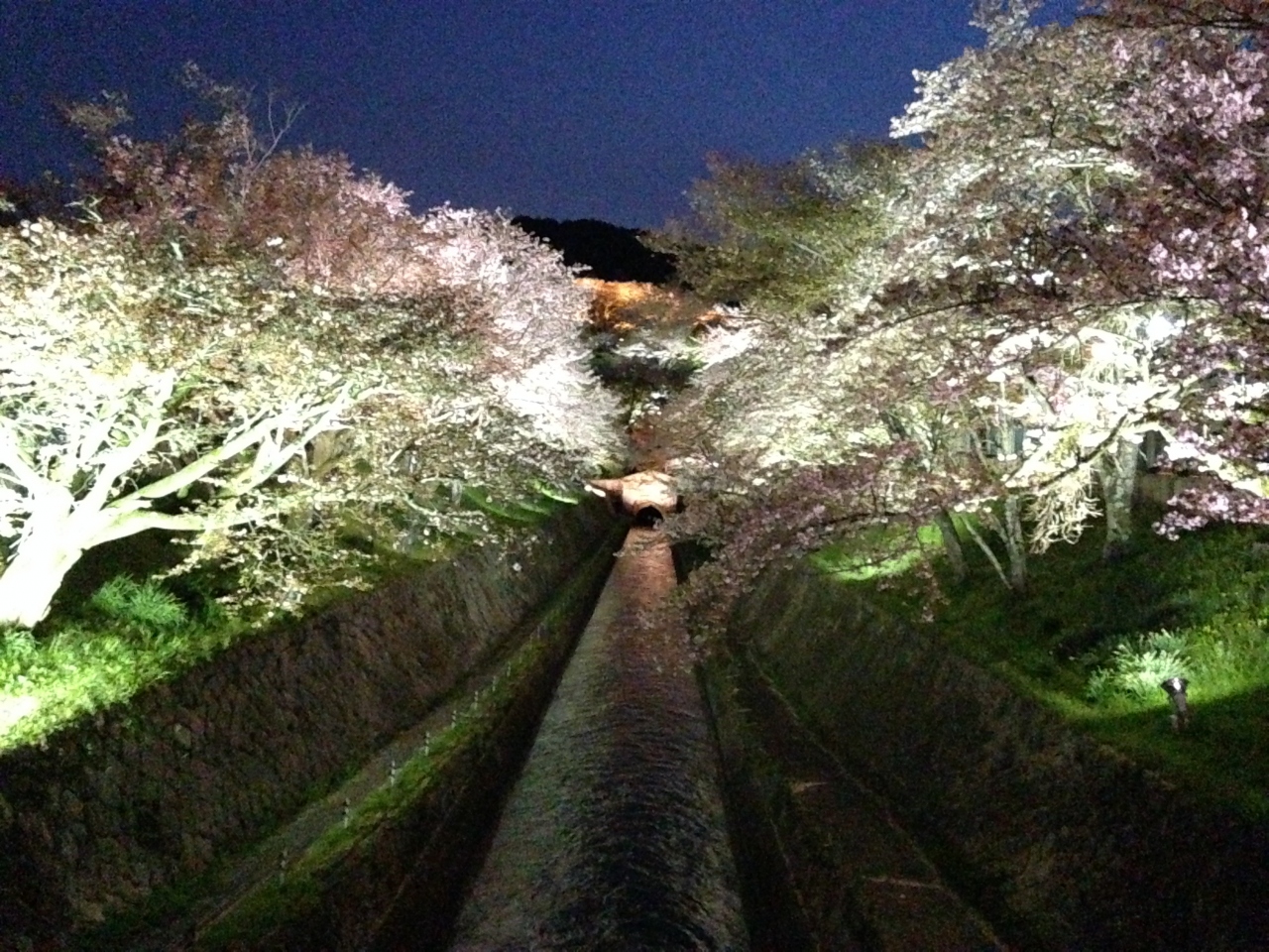 琵琶湖疏水の桜ライトアップ 大津 滋賀県 の旅行記 ブログ By 海猿さん フォートラベル