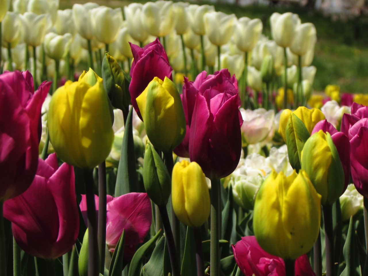 4月の花たちが咲き揃いました 昭和記念公園ファン倶楽部チューリップオフ会 立川 東京 の旅行記 ブログ By コクリコさん フォートラベル 4月の花たちが咲き揃いました 昭和記念公園ファン倶楽部チューリップオフ会 立川 東京 の旅行記 ブログ By コクリコさん フォートラベル