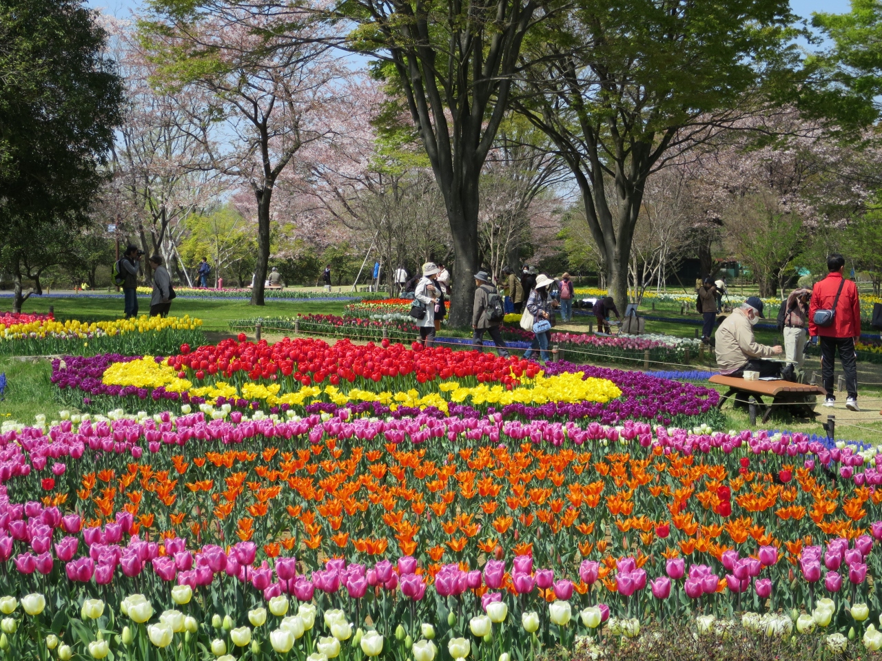 昭和記念公園 フラワーフェスティバル14 立川 東京 の旅行記 ブログ By Umechan2さん フォートラベル