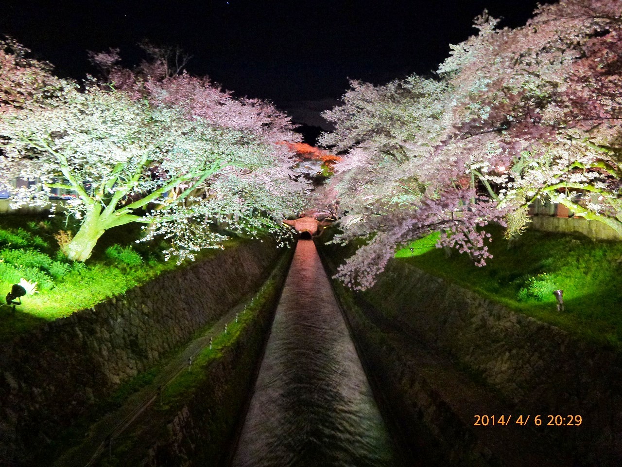 出張ついでの 19 2 ゞ 琵琶湖湖南観光と温泉満喫の旅 びわこの千松と三井寺の夜桜ライトアップ 大津 滋賀県 の旅行記 ブログ By Jh2fxvさん フォートラベル