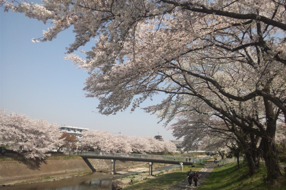 桜には小川がにあう 高尾 八王子 東京 の旅行記 ブログ By ころたさん フォートラベル