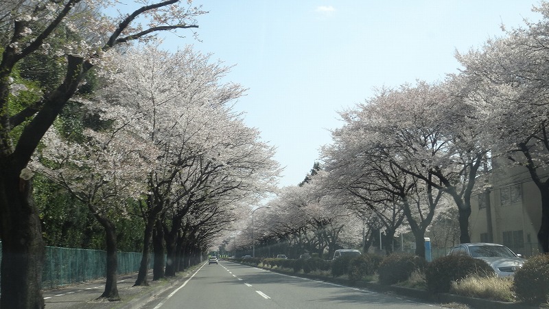 桜追っかけ一人旅 62 本田技研工業高根沢工場前の桜並木 氏家 高根沢 栃木県 の旅行記 ブログ By Hn11さん フォートラベル