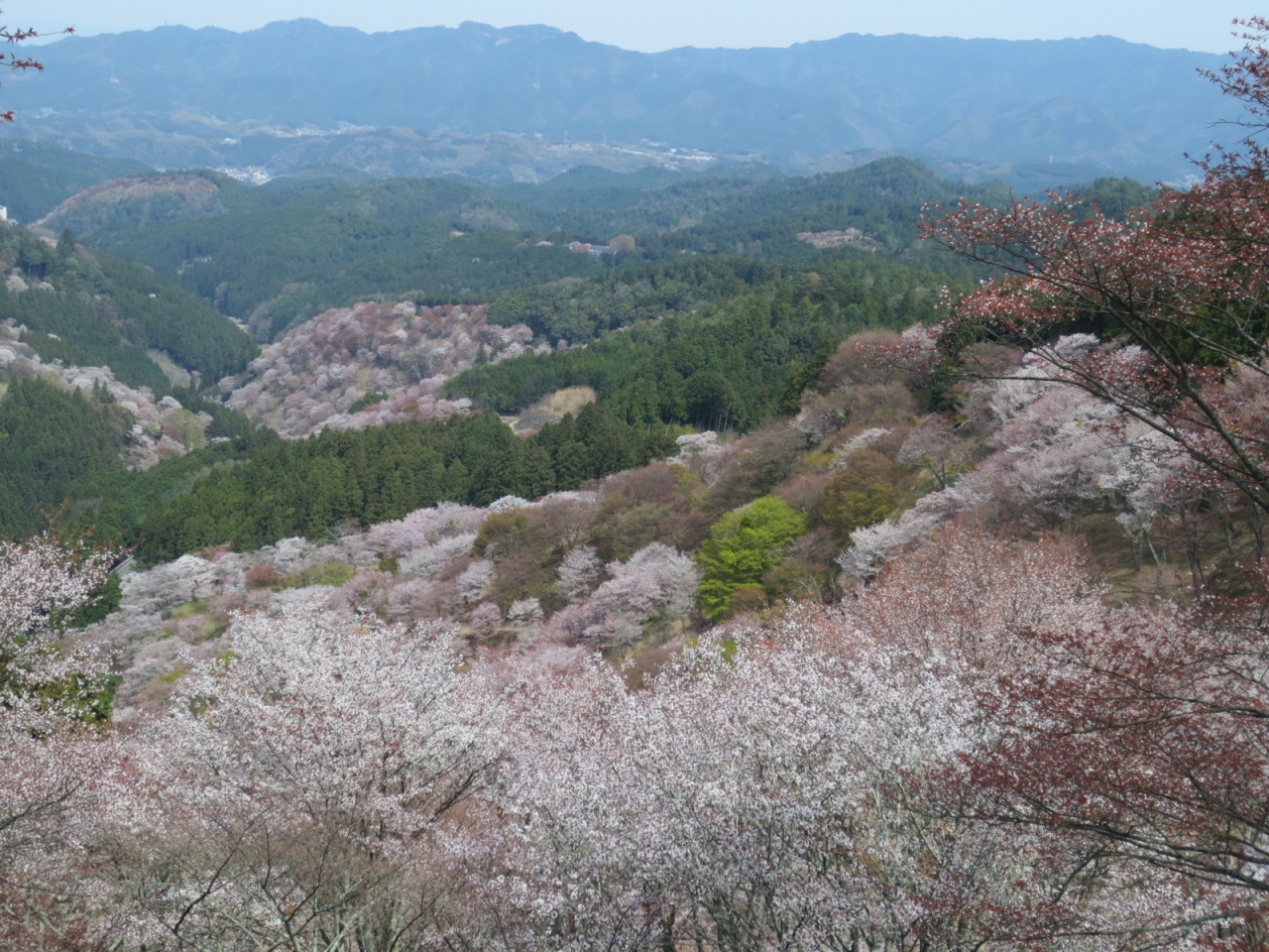 吉野山の桜 あっぱれ 吉野 奈良県 の旅行記 ブログ By まさもえさん フォートラベル 吉野山の桜 あっぱれ 吉野 奈良県 の旅行記 ブログ By まさもえさん フォートラベル