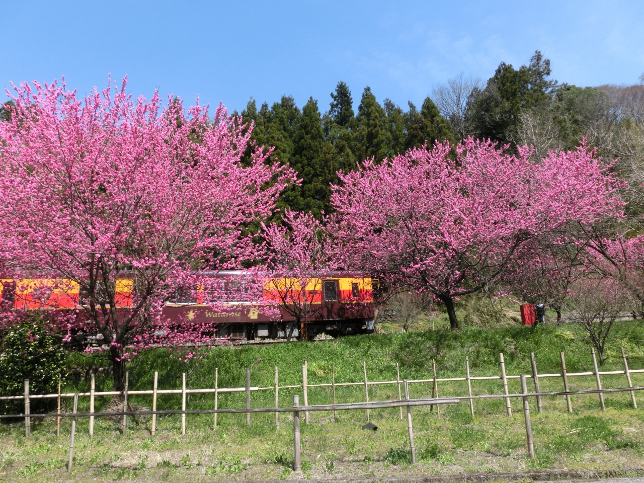 わたらせ渓谷鐵道 神戸駅の 花桃まつり 群馬県の旅行記 ブログ By Mr チャングムさん フォートラベル