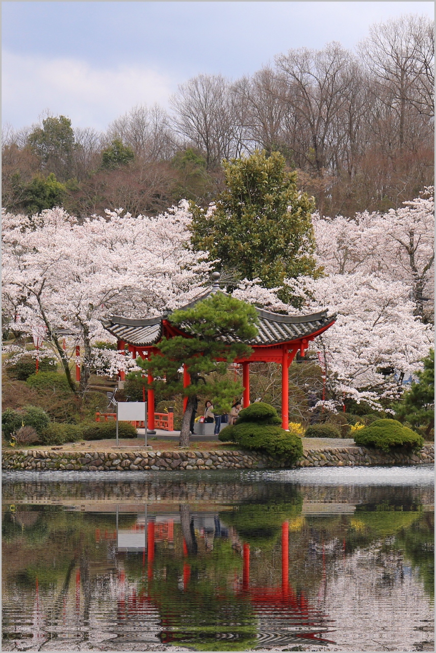 Solitary Journey 1364 桜の名所 庄原上野公園の桜まつり 広島県庄原市 かたくり自生地のかたくり祭り 広島県安芸高田市 庄原 広島県 の旅行記 ブログ By Mechagodzilla 703さん フォートラベル