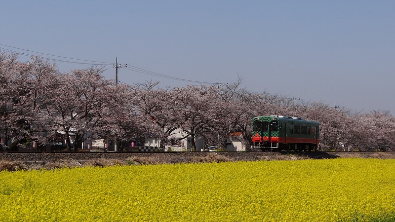 桜追っかけ一人旅 ７２ 真岡市 真岡電車と桜と菜の花のコラボ 真岡 栃木県 の旅行記 ブログ By Hn11さん フォートラベル