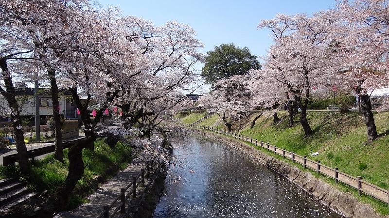 桜追っかけ一人旅 ７３ 真岡市 行屋川水辺公園のさくら祭り 上巻 真岡 栃木県 の旅行記 ブログ By Hn11さん フォートラベル