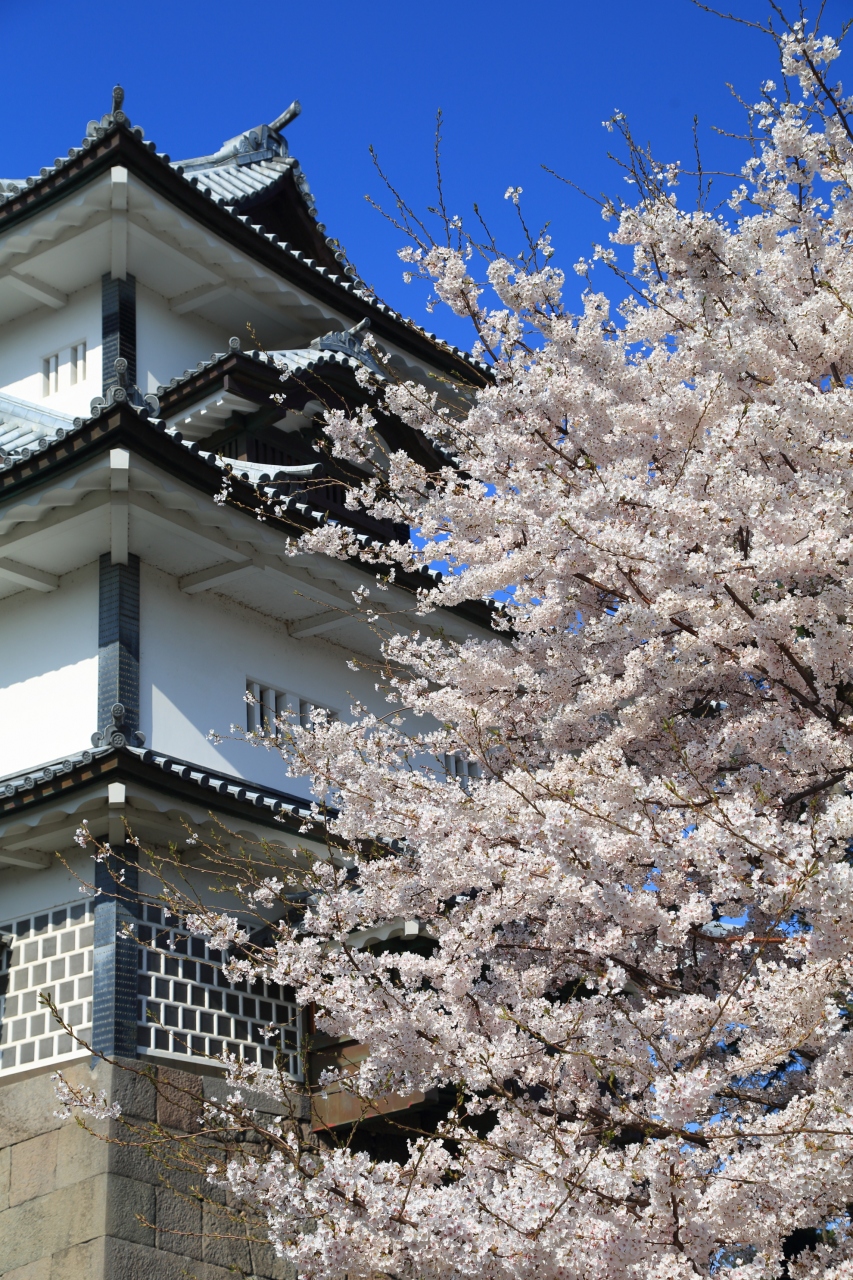石川 桜めぐり 兼六園 金沢城 金沢 石川県 の旅行記 ブログ By ふーさん フォートラベル