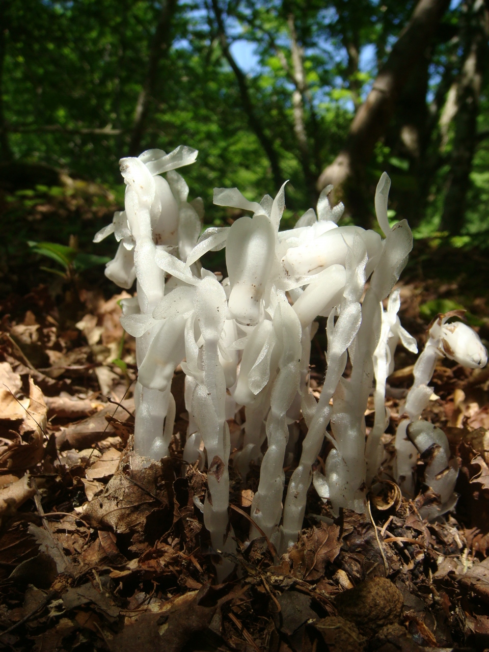 新緑の岡山県立森林公園でギンリョウソウを堪能 奥津温泉 岡山県 の旅行記 ブログ By 隠居人はせじぃさん フォートラベル 新緑の岡山県立森林公園でギンリョウソウを堪能 奥津温泉 岡山県 の旅行記 ブログ By 隠居人はせじぃさん フォートラベル