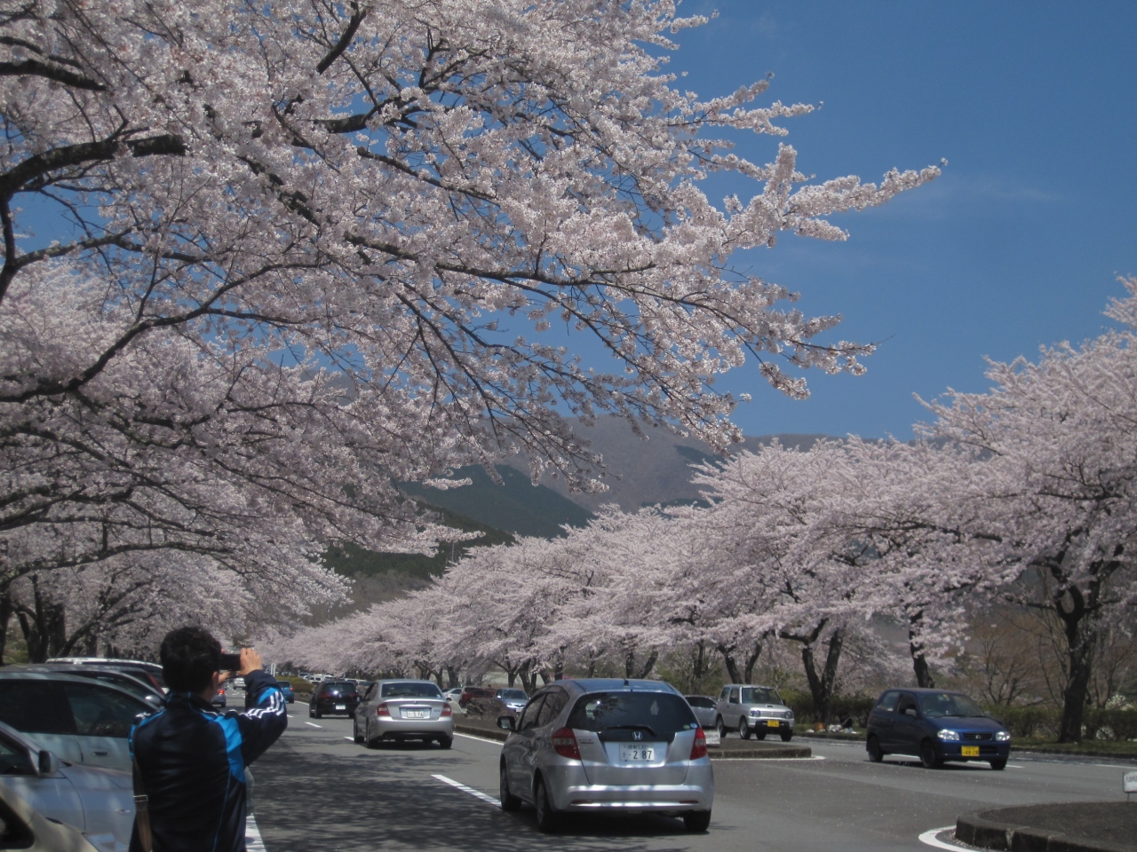 １０年ぶり 富士霊園桜 満開綺麗でした 御殿場 静岡県 の旅行記 ブログ By Ooうさぎさん フォートラベル
