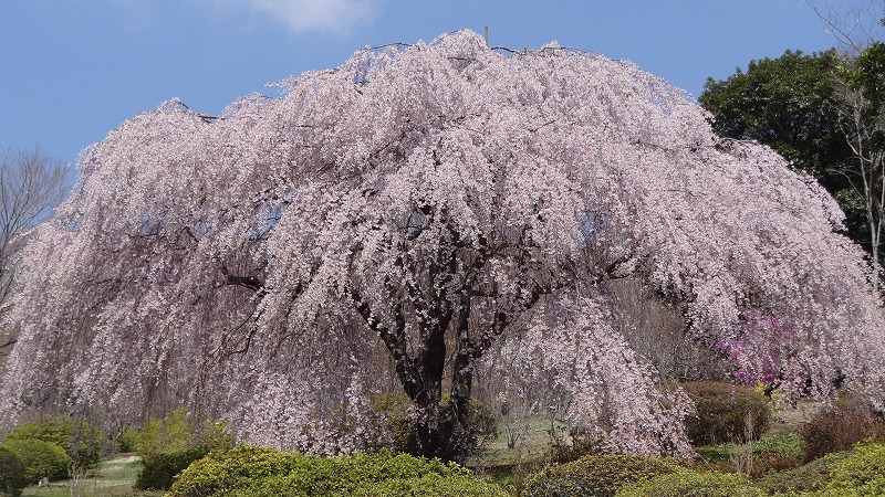 桜追っかけ一人旅 １１４ 小山町 富士霊園の観桜 上巻 御殿場 静岡県 の旅行記 ブログ By Hn11さん フォートラベル