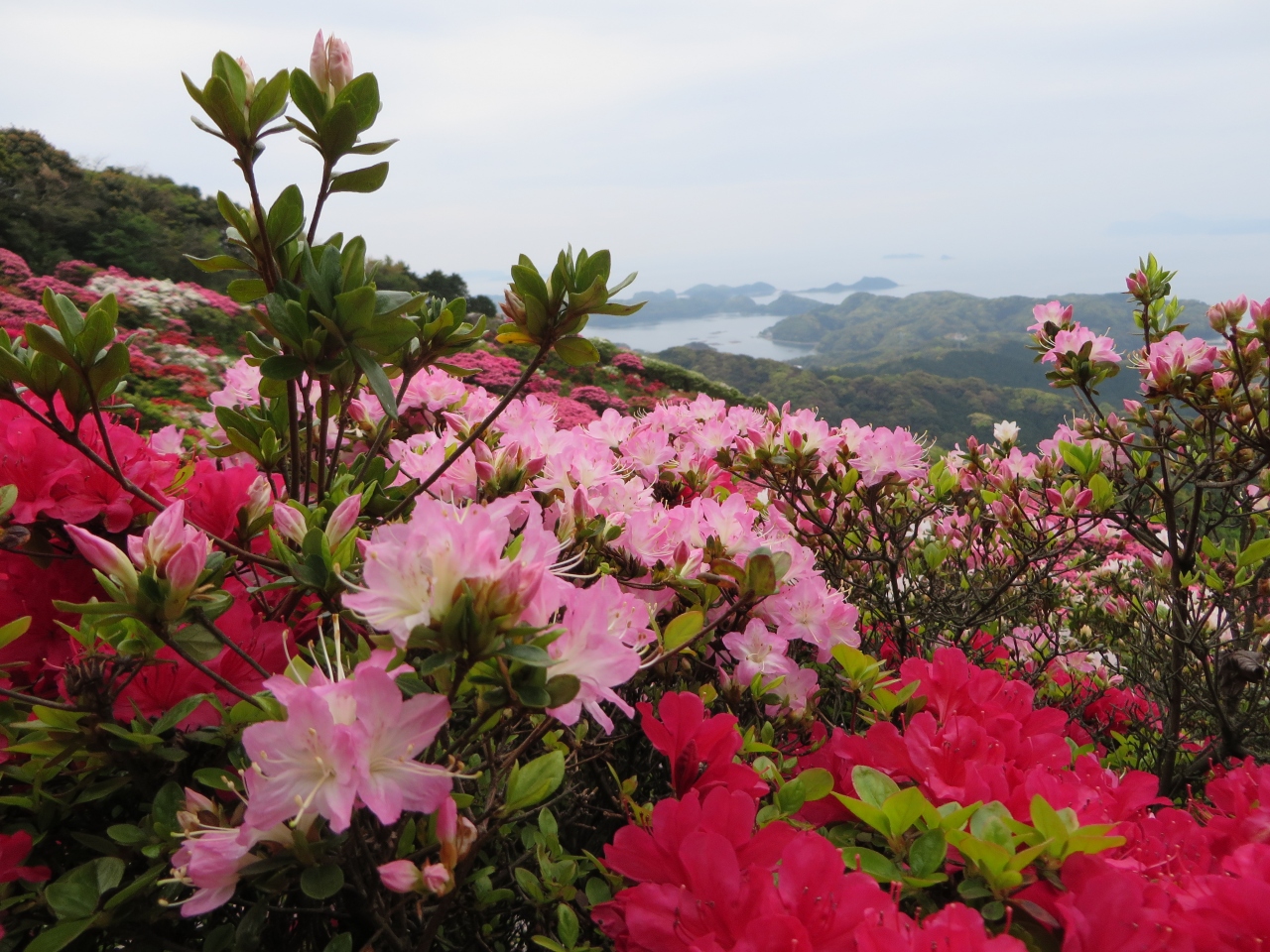 最西端の地とツツジとフジの花 4 18 佐世保 長崎県 の旅行記 ブログ By Akkoさん フォートラベル