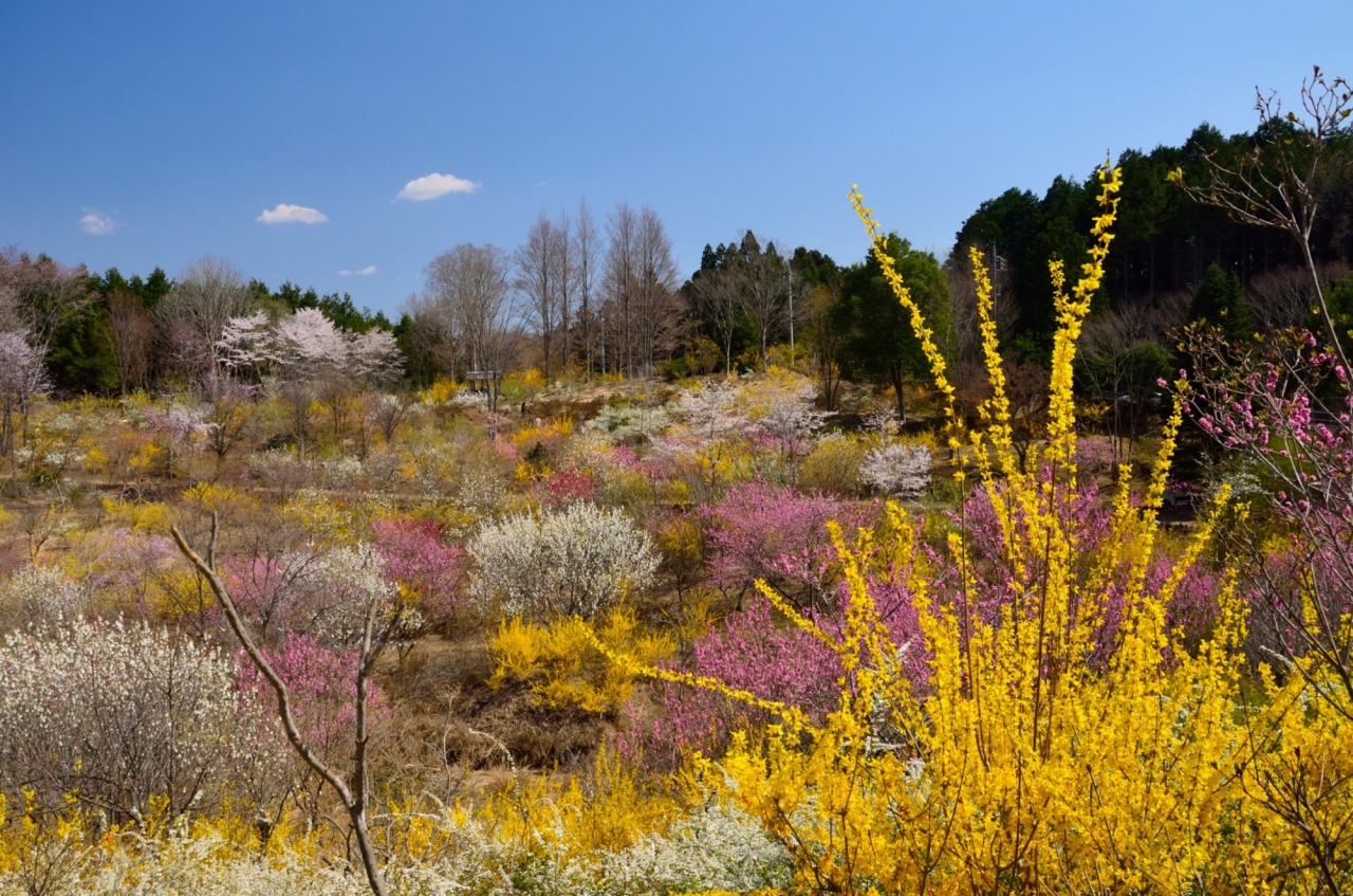 百花繚乱 山里の春 2 樹の花自然園 花の山 益子 茂木 栃木県 の旅行記 ブログ By 玄白さん フォートラベル 百花繚乱 山里の春 2 樹の花自然園 花の山 益子 茂木 栃木県 の旅行記 ブログ By 玄白さん フォートラベル