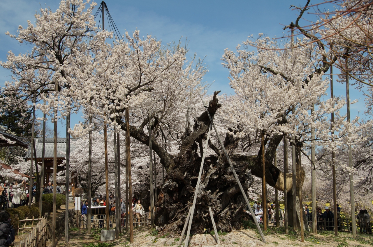 神代桜 わに桜 桃 山梨花の競演を見に行こう 韮崎 山梨県 の旅行記 ブログ By ふろん太さん フォートラベル