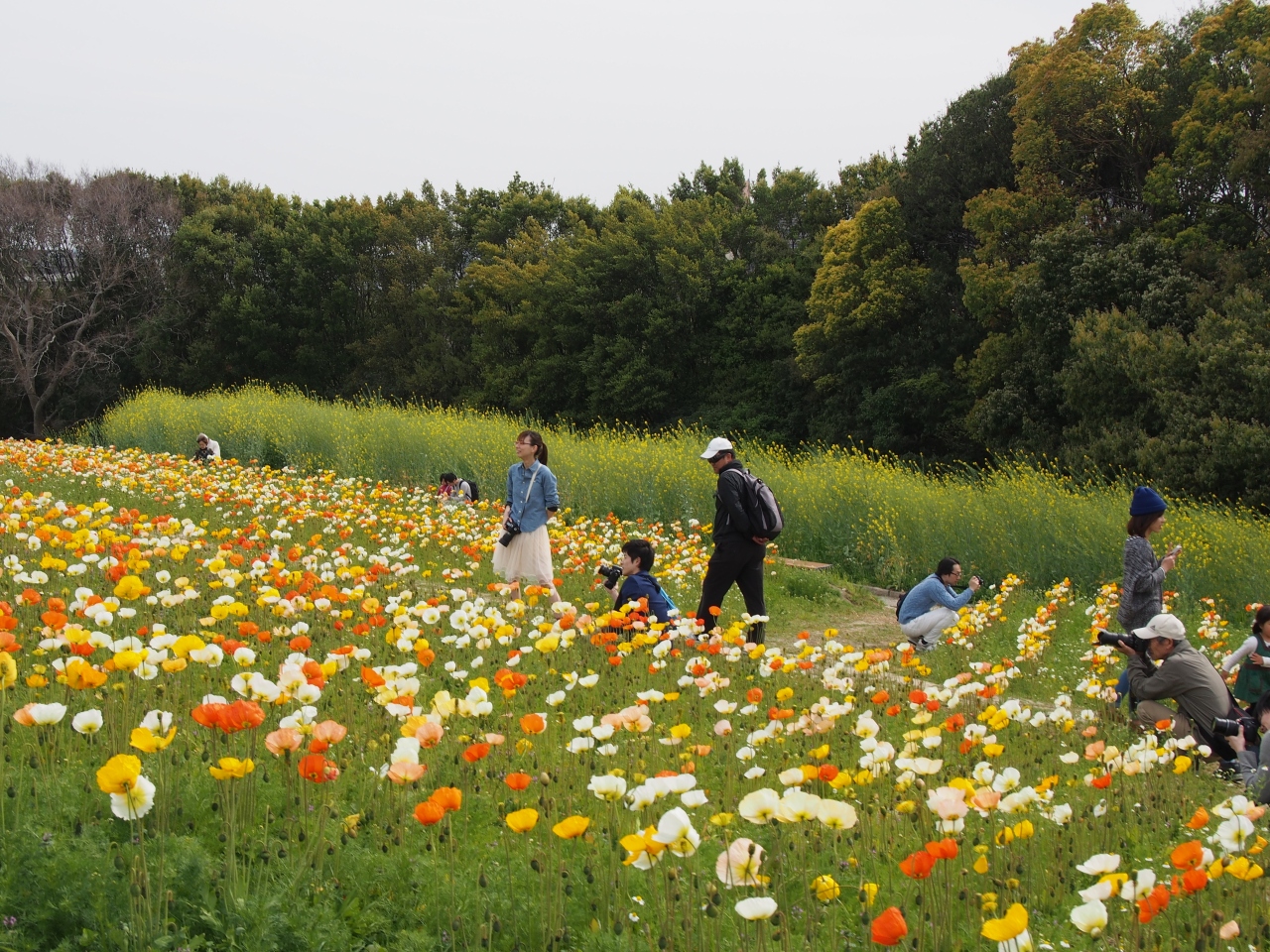 万博記念公園 ポピーとチューリップと黄金の顔 吹田 万博公園 大阪 の旅行記 ブログ By のーとくんさん フォートラベル