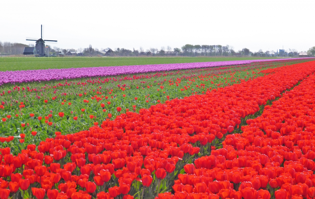 チューリップ畑を見たくって オランダへ １ ２ その他の都市 オランダ の旅行記 ブログ By クロパンさん フォートラベル