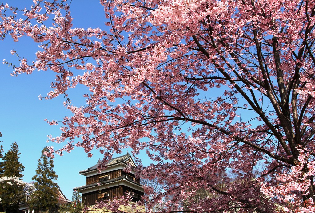 上田城址公園 1000本桜の輝き 上田 長野県 の旅行記 ブログ By Na1430さん フォートラベル 上田城址公園 1000本桜の輝き 上田 長野県 の旅行記 ブログ By Na1430さん フォートラベル