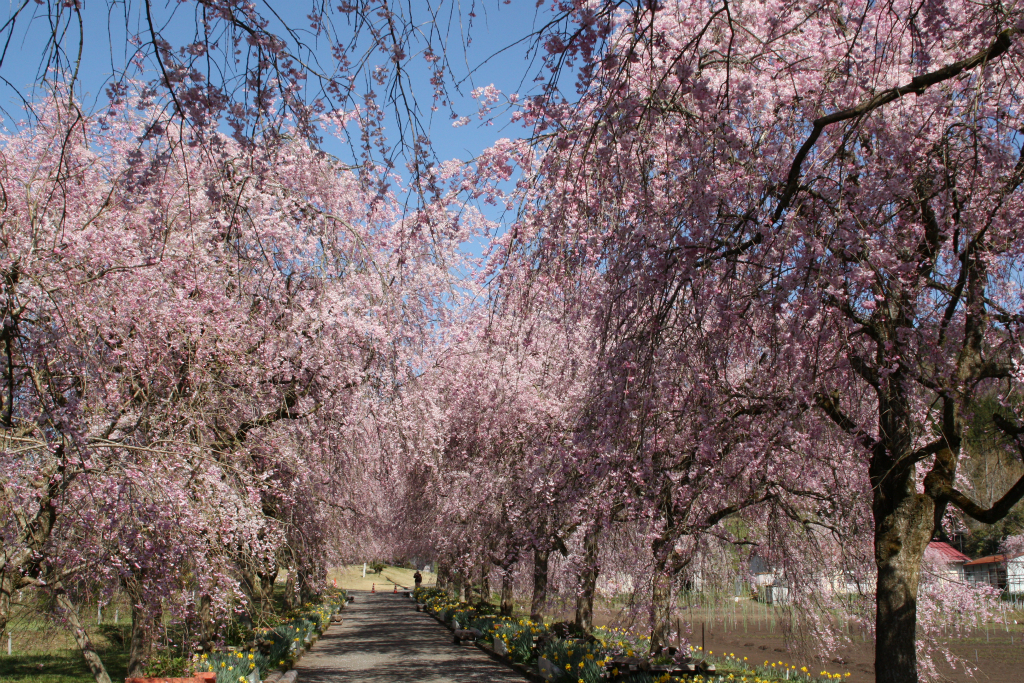 福知山の桜１ 京都府緑化センター 福知山 京都 の旅行記 ブログ By 花好京人さん フォートラベル
